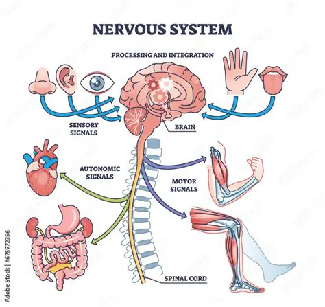 Brain Damage and the Nervous System
