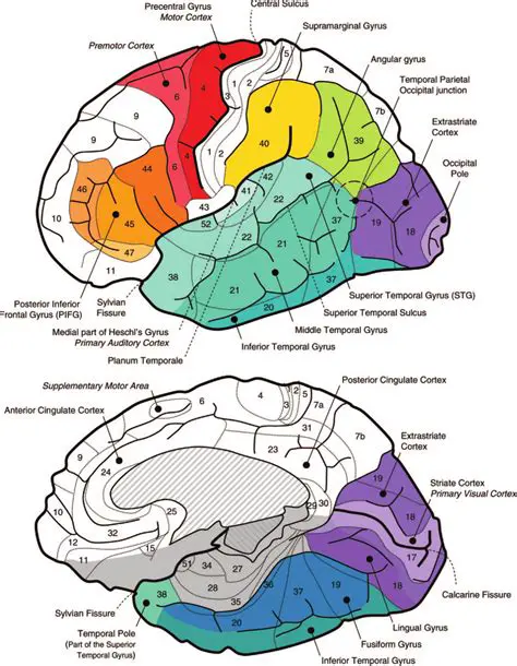 Brain Regions and Language Function
