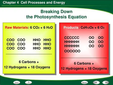 Breaking Down the Photosynthesis Equation