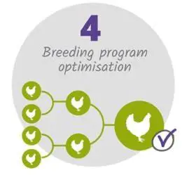 Breeding program optimization