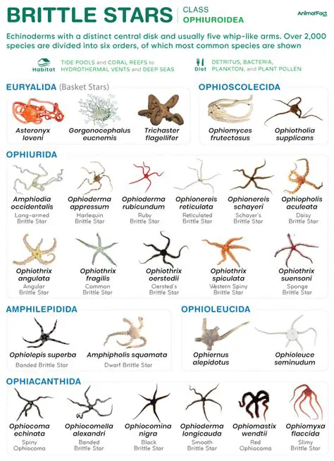 Brittle Star Research Group