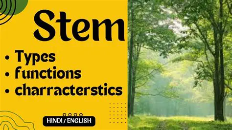 Broadening the definition of STEM