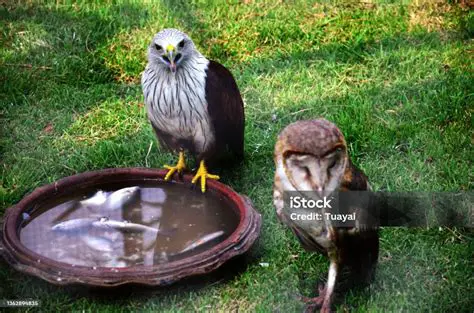 Burung Hantu dan Burung Elang