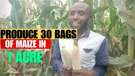 Calculating the Number of Bags of Corn Seed Needed