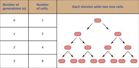 Calculating the Number of Doublings