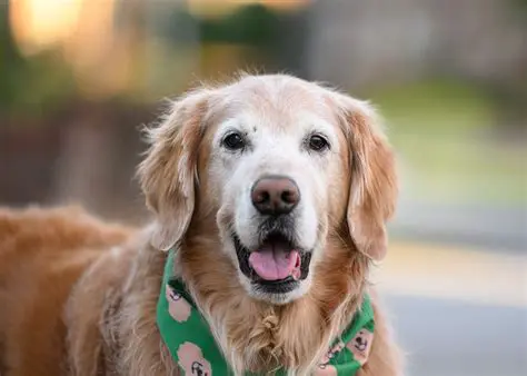 Calculating the Number of Untrained Dogs