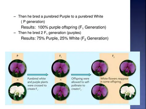 Calculating the Proportion of Purple Offspring