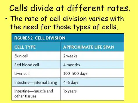 Calculating the Rate of Cell Division
