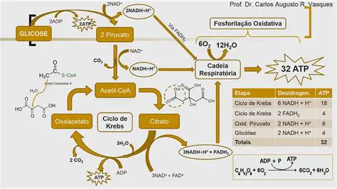 Capacidade de produzir ATP