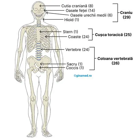 Caracteristicile Versurilor Urele