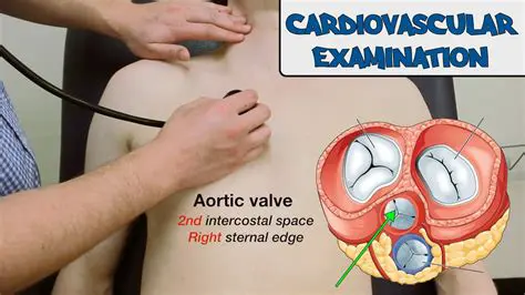 Cardiovascular examination