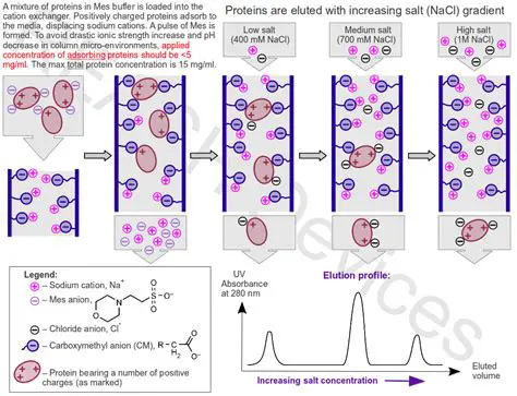 Cation exchange chromatography