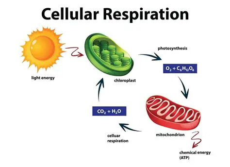 Cellular Respiration and the Presence of Oxygen