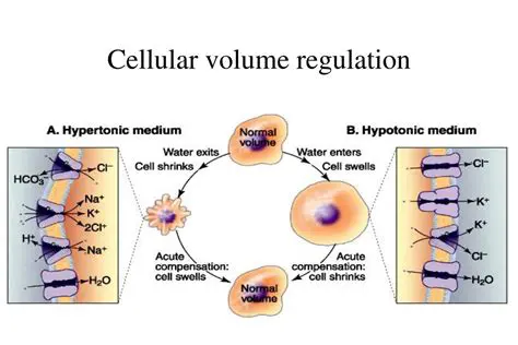 Cellular volume regulation