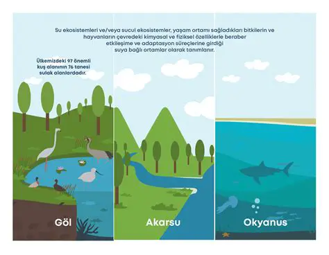Cesetlerin Ekosistemi Kirletmesine Engel Olur
