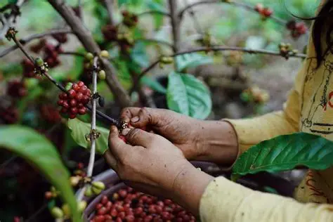 Challenges Facing the Coffee Industry