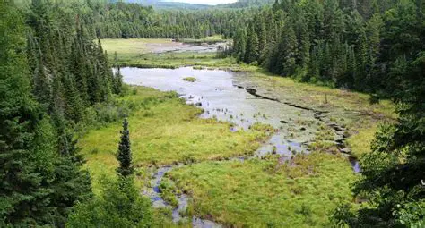 Characteristics of Boreal Forests in Canada