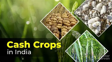 Characteristics of Cash Crops