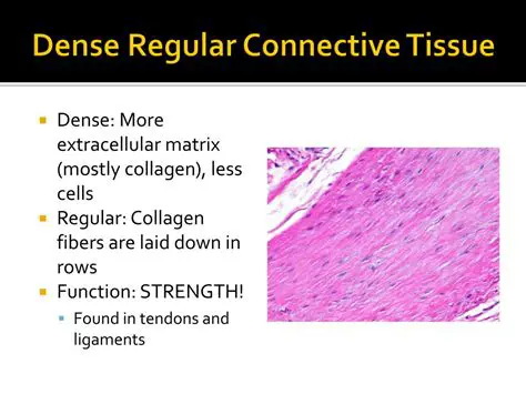 Characteristics of Dense Regular Connective Tissue
