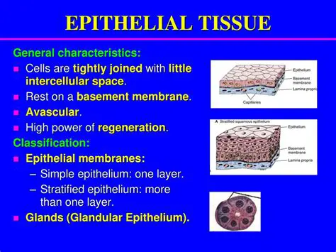 Characteristics of Epithelial Tissue