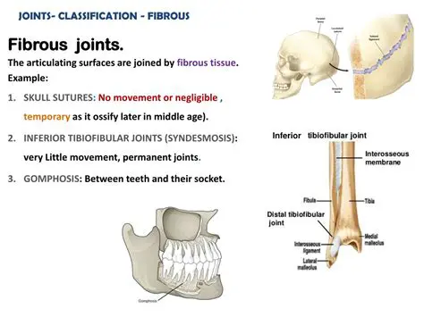 Characteristics of Fibrous Joints