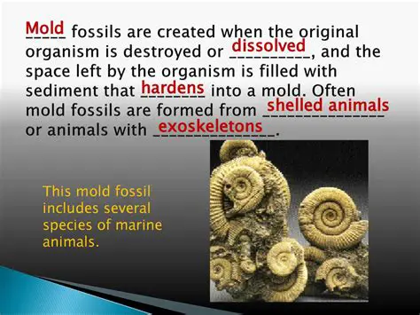 Characteristics of Mold Fossils