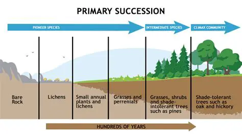 Characteristics of Primary Succession in Bare Rock from a Lava Flow