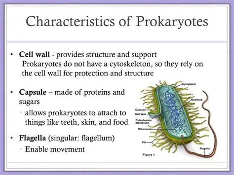Characteristics of Prokaryotes