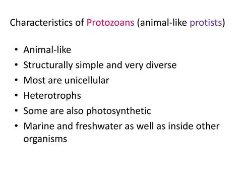 Characteristics of Protozoans