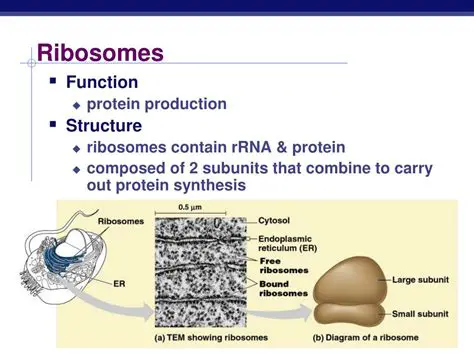 Characteristics of Ribosomes
