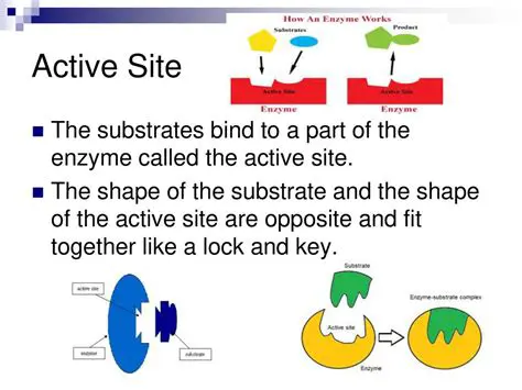 Characteristics of the Active Site