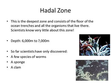 Characteristics of the Hadal Zone