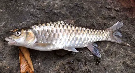 Characteristics of the Mahseer