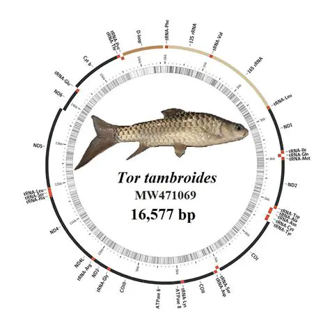 Characteristics of Tor Tambroides