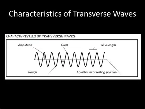 Characteristics of Transverse Waves