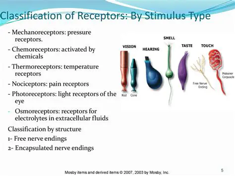 Chemoreceptors and the Sense of Taste