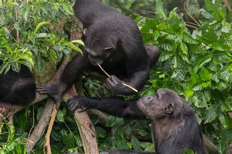 Chimpanzees were observed using sticks to dig up roots and tubers