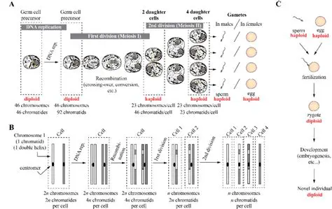 Chromosome Count in Egg and Sperm Cells