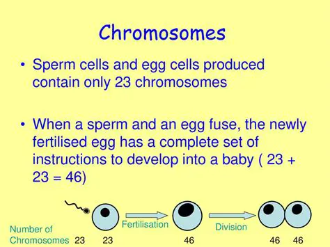 Chromosome Count in Sperm and Eggs