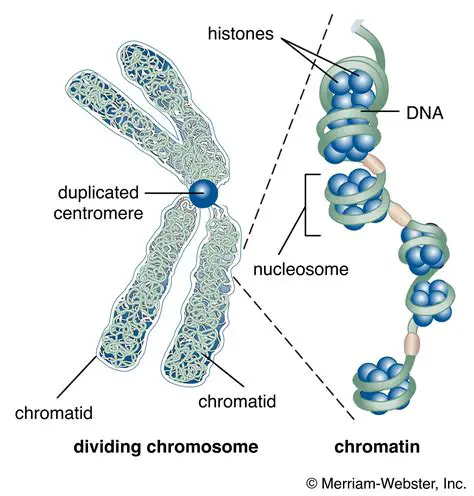 Chromosome Number and Mitosis