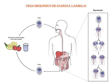 Ciclo de vida do Giardia lambilia