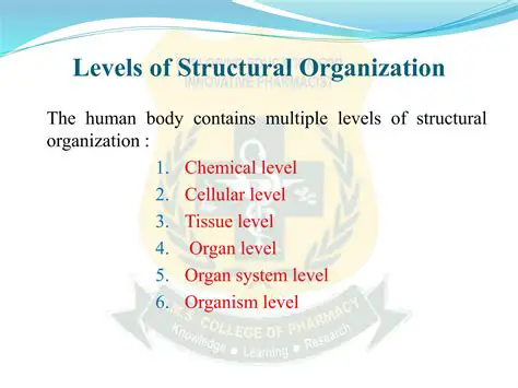 Classification of Melanin at Different Levels of Structural Organization