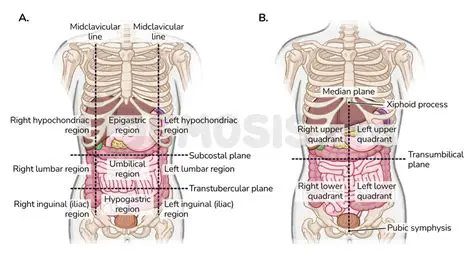Clear view of abdominal and pelvic organs