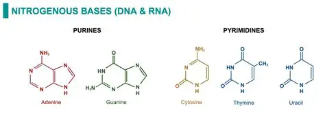 Comparing Nitrogenous Bases in DNA and RNA