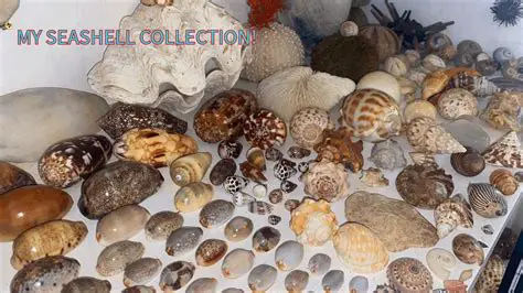 Comparing Seashell Collections