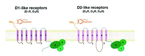 Comparison of D1 and D2 Receptors