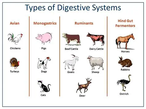 Comparison of Digestive Systems