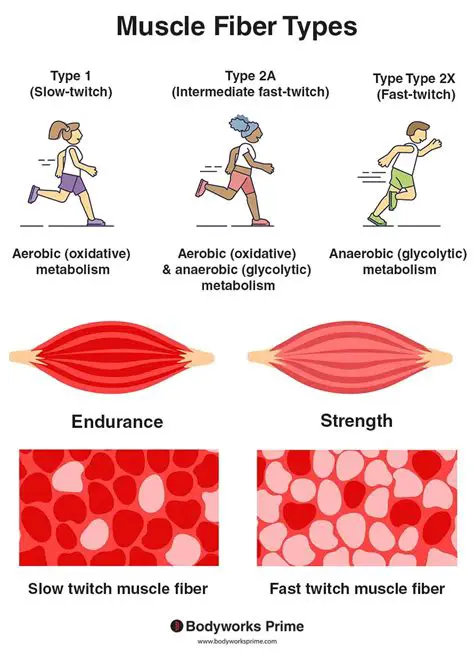 Comparison of Elastic and Muscle Fibers in the Aorta and Arterioles
