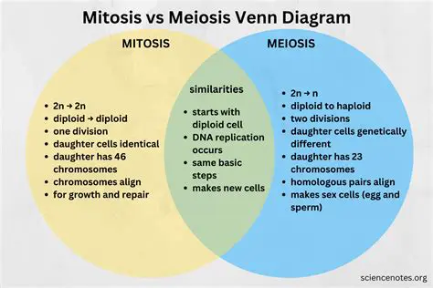 Comparison of Meiosis in Animals and Plants