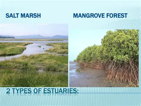 Comparison of Salt Marshes and Mangrove Forests
